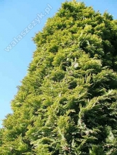 Chamaecyparis lawsoniana 'Alumigold' 