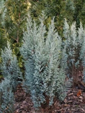 Chamaecyparis lawsoniana 'Blue Surprise' 