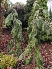Chamaecyparis lawsoniana 'Dik’s Weeping' 