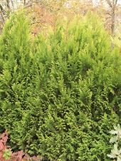 Chamaecyparis lawsoniana 'Golden Spire' 