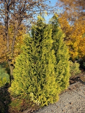Chamaecyparis lawsoniana 'Golden Wonder' 