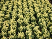 Chamaecyparis lawsoniana 'Pygmaea Argentea' 