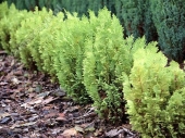 Chamaecyparis lawsoniana 'Spring Time' 