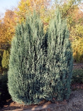 Chamaecyparis lawsoniana 'Van Pets Blue' 