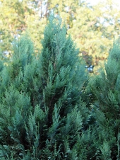 Chamaecyparis lawsoniana 'White Spot' 