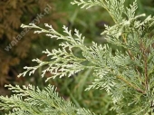 Chamaecyparis lawsoniana 'White Wonder' 