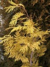 Chamaecyparis lawsoniana 'Winston Churchill' 