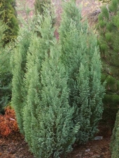 Chamaecyparis lawsoniana 'Yellow Transparent' 