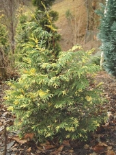 Chamaecyparis nootkatensis 'Aureovariegata' 