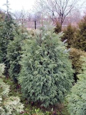 Chamaecyparis nootkatensis 'Glauca' 