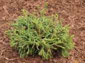 Chamaecyparis obtusa 'Birgit' 