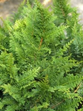 Chamaecyparis obtusa 'Dilatush' 