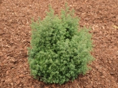 Chamaecyparis obtusa 'Erika' 
