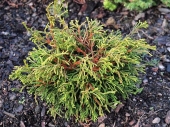 Chamaecyparis obtusa 'Gitte' 