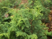 Chamaecyparis obtusa 'Graciosa' 