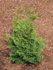 Chamaecyparis obtusa 'Louhghead' 