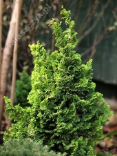 Chamaecyparis obtusa 'Marian' 