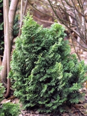 Chamaecyparis obtusa 'Meroki Twin' 
