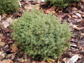 Chamaecyparis obtusa 'Wissel' 