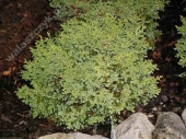 Chamaecyparis pisifera 'Juniperoides Nana' 