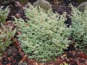 Chamaecyparis thyoides 'Compressa' 