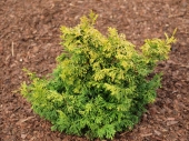 Chamaecyparis obtusa 'Brian' 