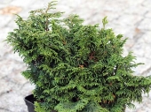 Chamaecyparis obtusa 'Kosteri' 