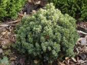 Cryptomeria japonica 'Ikari' 