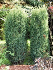 Juniperus communis 'Arnold' 