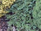 Juniperus communis 'Greenmantle' 