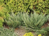 Juniperus horizontalis 'Coast of Maine' 