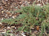 Juniperus horizontalis 'Emerald Spreader' 