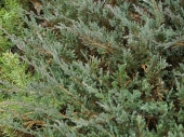 Juniperus horizontalis 'Yukon Belle' 