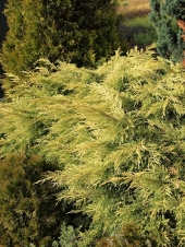 Juniperus x media 'King of Spring' 