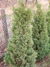 Juniperus chinensis 'Iowa' 