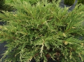 Juniperus chinensis 'Izabelin' 