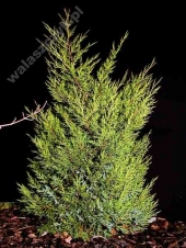 Juniperus chinensis 'Kuriwao Gold' 