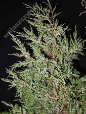 Juniperus chinensis 'Neaboriensis' 