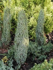 Juniperus communis 'Compressa' 