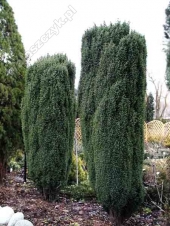 Juniperus communis 'Hibernica' 