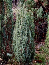 Juniperus communis 'Sentinel' 