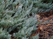 Juniperus horizontalis 'Montana' 