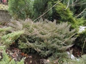 Juniperus horizontalis 'Plumosa' 