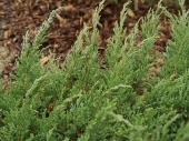Juniperus horizontalis 'Sargentii'