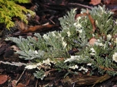 Juniperus horizontalis 'Villa Maria' 