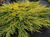 Juniperus procumbens 'Kishiogima' 