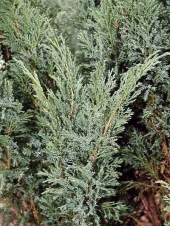 Juniperus sabina 'Blue Danube' 