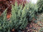 Juniperus squamata 'Loderi' 