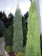 Juniperus virginiana 'Glauca Fastigiata' 