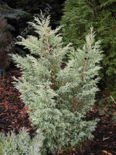 Juniperus x media 'Sulphurea Spray' 